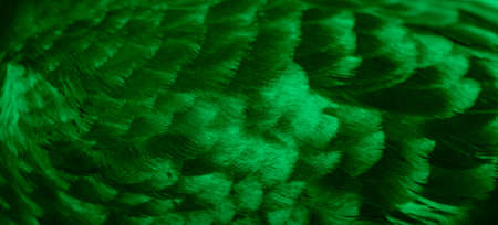 green feather pigeon macro photo. texture or backgroundの写真素材