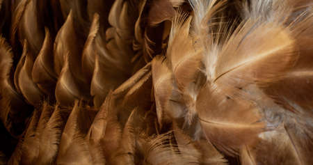 macro photo of brown hen feathers. background or texturaの写真素材