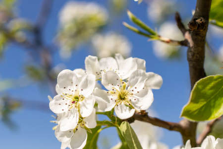 White apple flowers on a beautiful sunny dayの写真素材