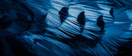 blue pheasant feathers with dark stripes. backgroundの写真素材