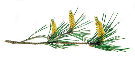 spring pine on a white isolated backgroundの写真素材