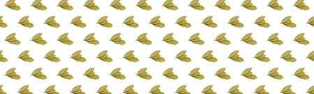 macro photo of bay leaves on a white backgroundの写真素材
