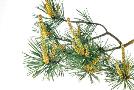 spring pine on a white isolated backgroundの写真素材
