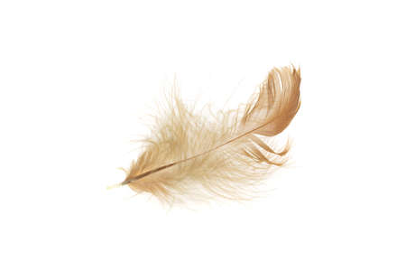 black and brown feathers of a rooster on a white isolated backgroundの写真素材