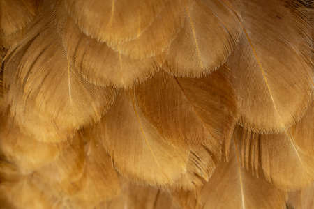 macro photo of brown hen feathers. background or texturaの写真素材