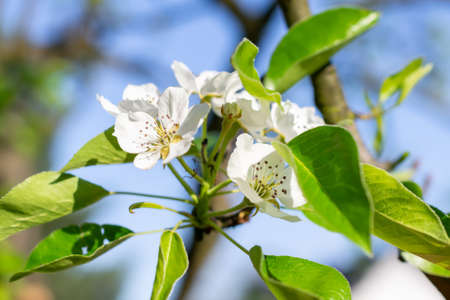 macro photo of blooming pear blossoms on a nice sunny dayの写真素材