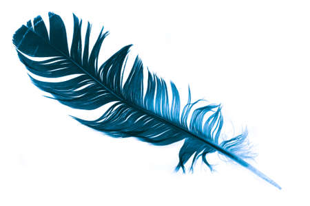 a blue feather on a white isolated backgroundの写真素材
