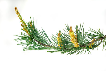 spring pine on a white isolated background