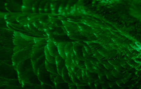 green feather pigeon macro photo. texture or backgroundの写真素材