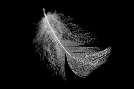 white feathers on a black isolated backgroundの写真素材