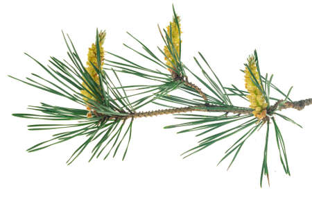 spring pine on a white isolated backgroundの写真素材
