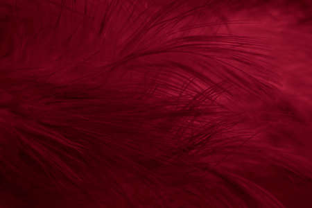 macro photo of red hen feathers. background or texturaの写真素材