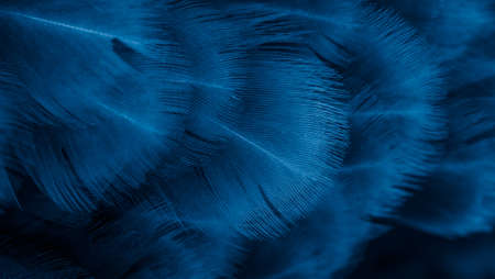 macro photo of violet hen feathers. background or texturaの写真素材