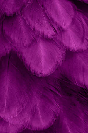 macro photo of violet hen feathers. background or texturaの写真素材