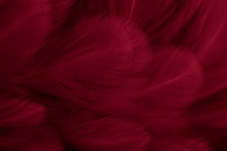 macro photo of red hen feathers. background or texturaの写真素材