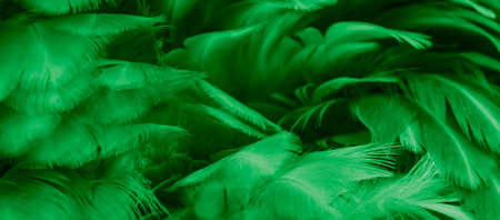 macro photo of green hen feathers. background or texturaの写真素材