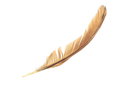 black and brown feathers of a rooster on a white isolated backgroundの写真素材