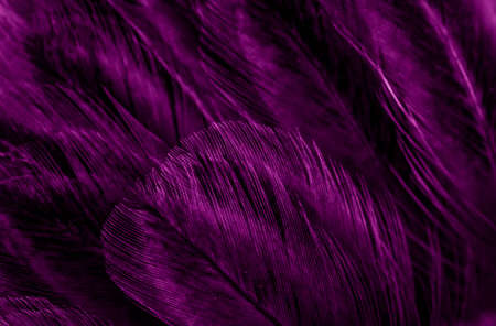 macro photo of violet hen feathers. background or texturaの写真素材