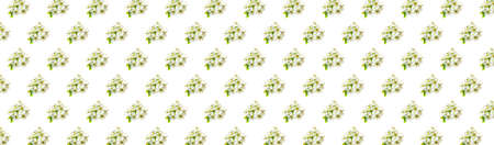 white apple flowers on a white isolated background