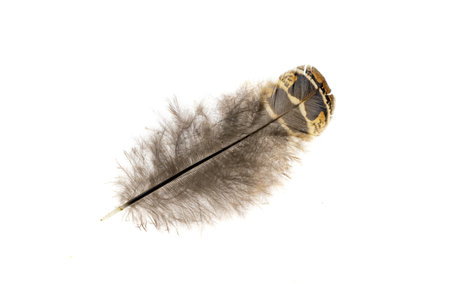 brown pheasant feather on a white backgroundの写真素材
