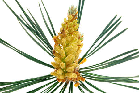spring pine on a white isolated backgroundの写真素材