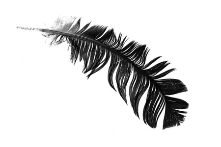a black feather on a white isolated backgroundの写真素材