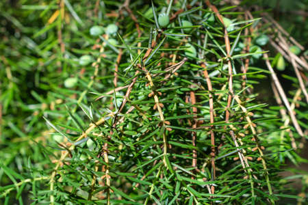 green juniper branches with a visible textureの写真素材