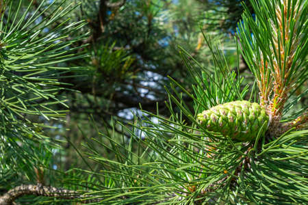 green black pine knobs with a visible texture