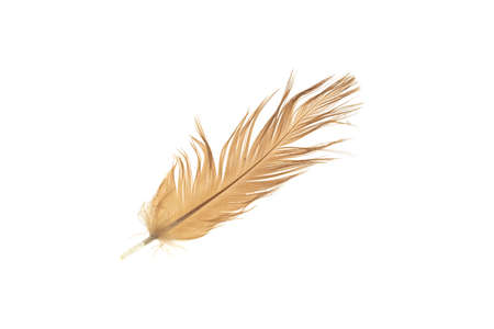 black and brown feathers of a rooster on a white isolated backgroundの写真素材