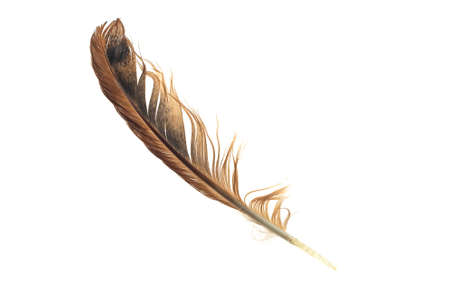 black and brown feathers of a rooster on a white isolated backgroundの写真素材