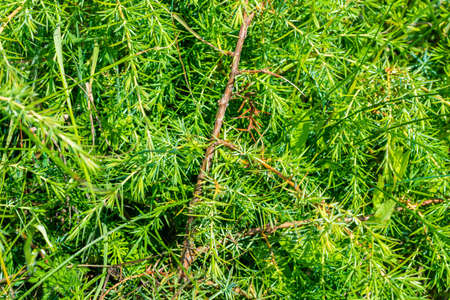 green juniper branches with a visible textureの写真素材