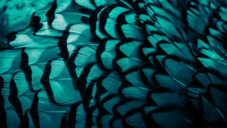 blue pheasant feathers with a visible texture. backgroundの写真素材