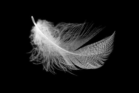 white feathers on a black isolated backgroundの写真素材