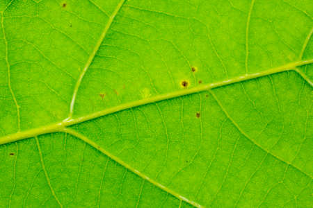green leaf with visible texture. background or texturaの写真素材