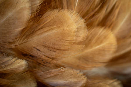 macro photo of brown hen feathers. background or texturaの写真素材