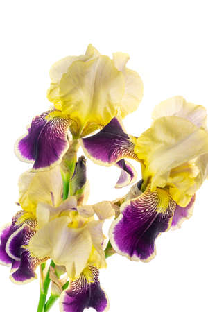 yellow and purple Iris germanica on a white isolated backgroundの写真素材