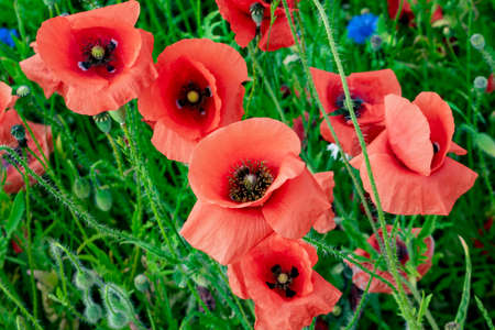 red poppies on a green meadow backgroundの写真素材
