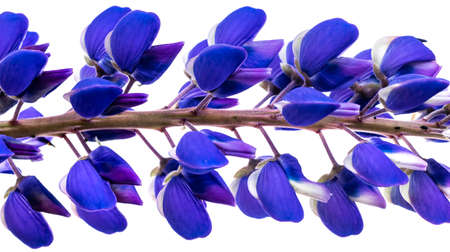 blue lupine on a white isolated backgroundの写真素材