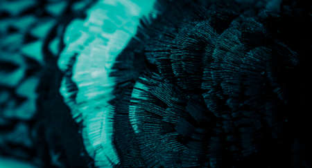 blue pheasant feathers with a visible texture. background