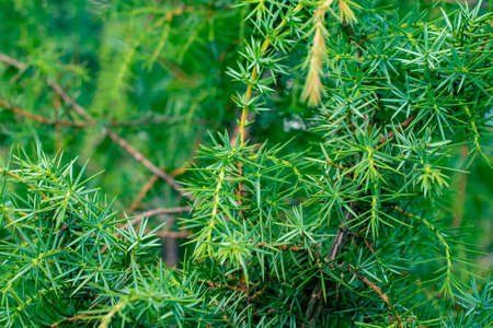 green juniper branches with a visible texture