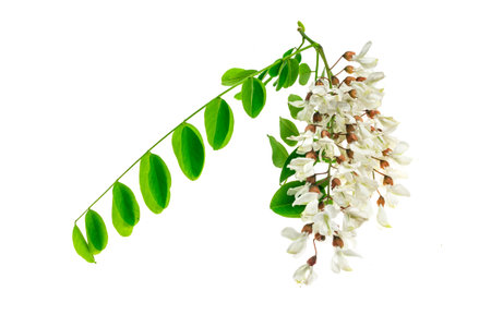 white acacia flowers on white isolated backgroundの写真素材