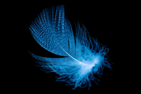 blue feathers on a black isolated backgroundの写真素材
