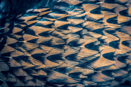 colored pheasant feathers with a visible texture. backgroundの写真素材
