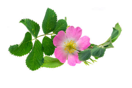 wild rose flowers on white isolated backgroundの写真素材