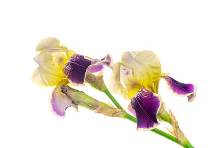 yellow and purple Iris germanica on a white isolated backgroundの写真素材