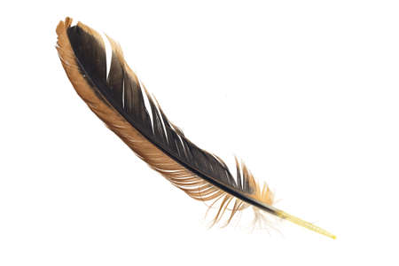 black and brown feathers of a rooster on a white isolated backgroundの写真素材