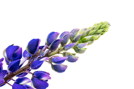 blue lupine on a white isolated backgroundの写真素材