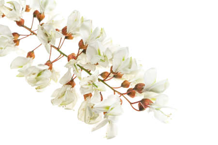 white acacia flowers on white isolated backgroundの写真素材
