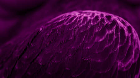 Violet feather pigeon macro photo.の写真素材