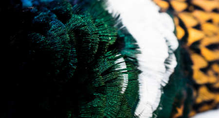 Colored pheasant feathers with a visible texture.の写真素材